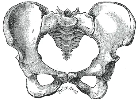 svart-vit illustration av bäcken