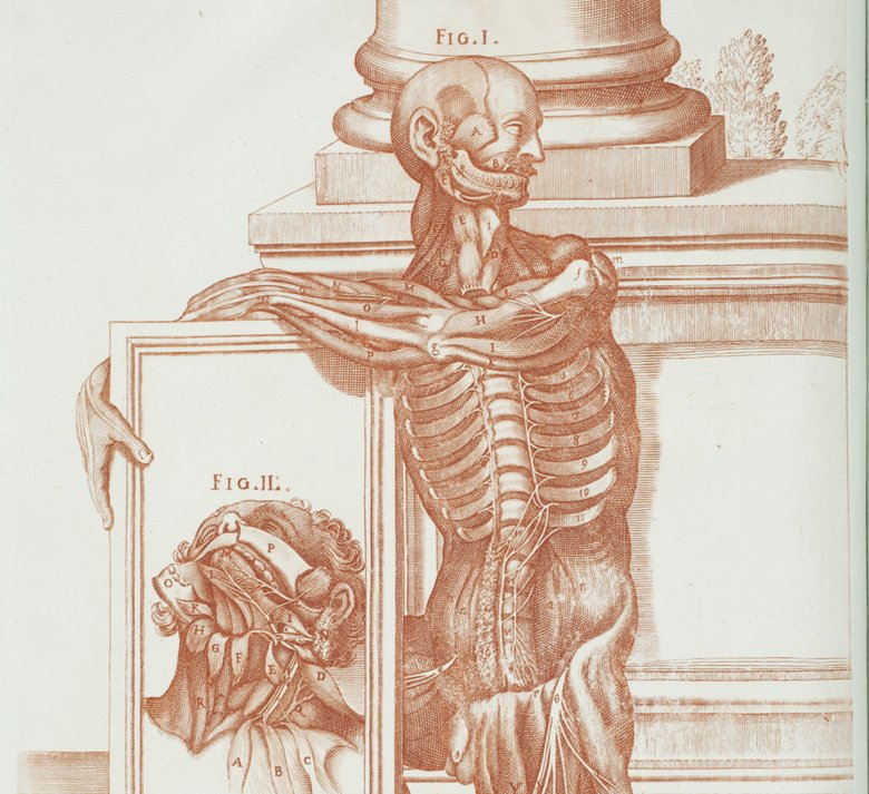 Anatomisk illustration från 1600-talet, brun krita.